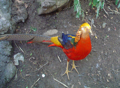 Golden Pheasant male at Santiago Metropolitan Park Zoo