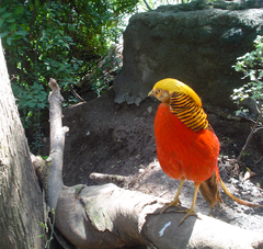 Golden Pheasant male at Santiago Metropolitan Park Zoo