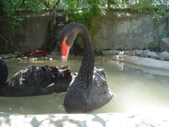 Black Swan in Santiago Metropolitan Park Zoo