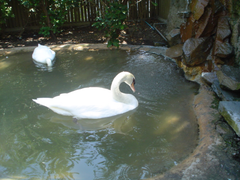 Mute Swan in Santiago Metropolitan Park Zoo