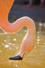 Andean flamingo at the National Zoological Park in Chile