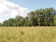 Christ Church Meadow in Oxford with pasture, walking paths, and river view