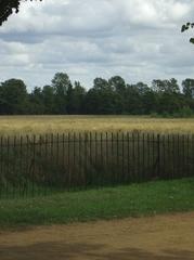 Christ Church Meadow in Oxford