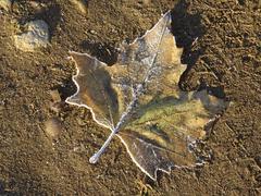 A frozen fallen leaf on the ground