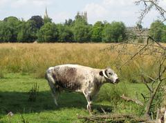 Longhorn cow in Christ Church meadow