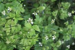 Anemone virginiana at Coker Arboretum