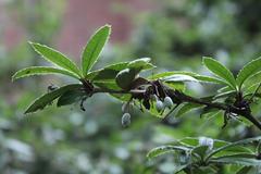 Berberis julianae 'Nana' at Coker Arboretum