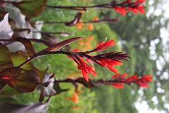 Canna indica at Coker Arboretum