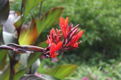 Canna indica at Coker Arboretum