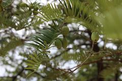 Cephalotaxus harringtonia fruit at Coker Arboretum