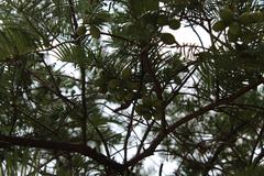 Cephalotaxus harringtonia fruit at Coker Arboretum