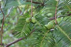 Cephalotaxus harringtonia fruit at Coker Arboretum