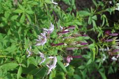 Cleome hassleriana at Coker Arboretum