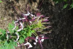 Cleome hassleriana at Coker Arboretum