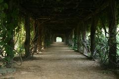 Coker Arboretum tunnel at UNC-Chapel Hill