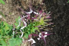 Cleome hassleriana at Coker Arboretum