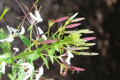 Cleome hassleriana at Coker Arboretum