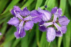 Iris tectorum at Coker Arboretum in Chapel Hill, North Carolina