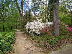 Coker Arboretum in March 2020