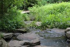 head of a small stream with a bridge in the background at Coker Arboretum