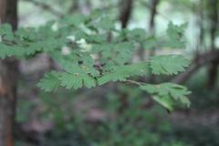 Crataegus marshallii at Coker Arboretum