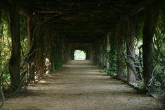 Coker Arboretum tunnel