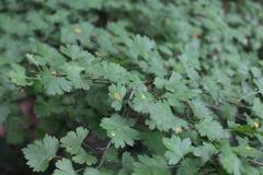 Crataegus marshallii (parsley hawthorn) at Coker Arboretum