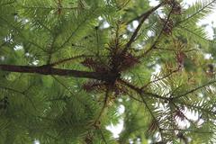 Cunninghamia lanceolata foliage at Coker Arboretum