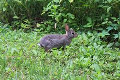 Eastern cottontail feeding in grass at Coker Arboretum