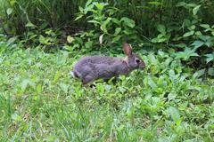 Eastern cottontail feeding in grass at Coker Arboretum