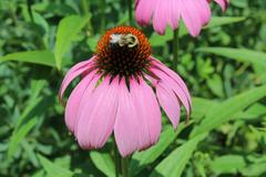 Echinacea purpurea at Coker Arboretum