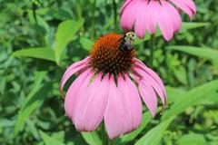 Echinacea purpurea at Coker Arboretum