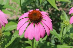 Echinacea purpurea at Coker Arboretum