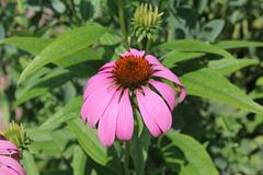 Echinacea purpurea at Coker Arboretum