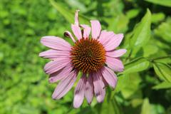 Echinacea purpurea at Coker Arboretum