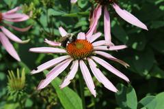 Echinacea purpurea at Coker Arboretum