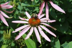 Echinacea purpurea at Coker Arboretum