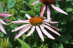 Echinacea purpurea at Coker Arboretum