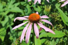 Echinacea purpurea at Coker Arboretum