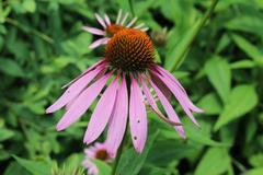 Echinacea purpurea at Coker Arboretum