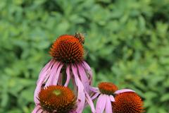 Echinacea purpurea at Coker Arboretum