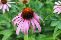 Echinacea purpurea at Coker Arboretum