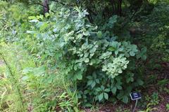 Fothergilla 'Mount Airy' at Coker Arboretum