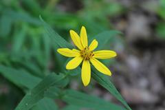 Helianthus hirsutus or divaricatus at Coker Arboretum