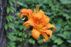 Hemerocallis fulva at Coker Arboretum