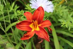 Orange Hemerocallis fulva flowers at Coker Arboretum