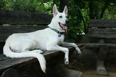 White German Shepherd pup resting on a bench