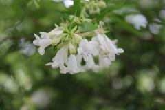 Abelia × grandiflora at Coker Arboretum