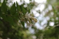 Abelia × grandiflora at Coker Arboretum