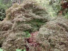 Acer palmatum 'Tamukeyama' at Coker Arboretum